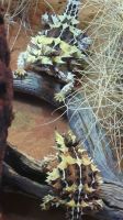 Rundreise Australien - Thorny Devil im Alice Springs Dessert Park