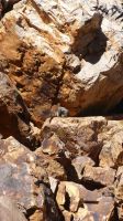Rundreise Australien - Wallaby in Simpsons Gap