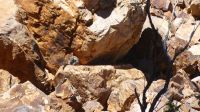 Rundreise Australien - Wallaby in Simpsons Gap