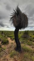 Rundreise Australien - Wanagarren Naturreservat