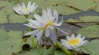 Rundreise Australien - Wasserlilien bei der Bootsfahrt auf dem Yellow River
