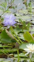 Rundreise Australien - Wasserlilien bei der Bootsfahrt auf dem Yellow River