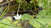 Rundreise Australien - Wasserlilien bei der Bootsfahrt auf dem Yellow River