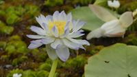 Rundreise Australien - Wasserlilien bei der Bootsfahrt auf dem Yellow River