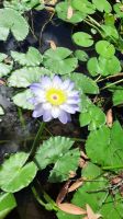 Rundreise Australien - Wasserlilien beim Yellow River