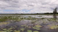 Rundreise Australien - Wasserlilien während der Bootsfahrt auf dem Yellow River