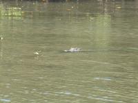 Salzwasserkrokodil im Daintree River