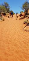Sanddüne im Outback 