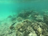 Schnorcheln im Great Barrier Reef
