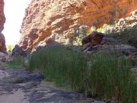 Simsons Gap