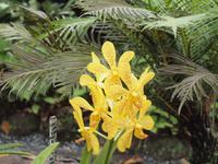 Singapur - Orchard Garden