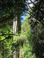 Spaziergang Ohakune