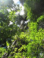 Spaziergang Ohakune