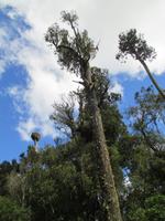 Spaziergang Ohakune