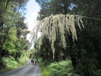 Spaziergang Ohakune