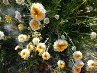 Spiegeleierblume