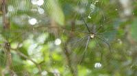 Spinne im Tjapukai Cultural Park