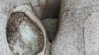 Sydney, Opossum im Hyde Park