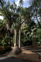 Sydney