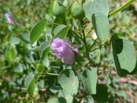 Wüstenrose