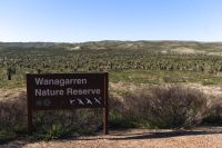 Westaustralien - Grasbäume im Wanagarren Naturreservat (2).jpg
