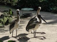 Wildlife Habitat Port Douglas