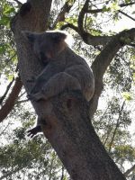 Wildlife Park bei Sydney