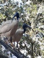 Wildlife Park bei Sydney