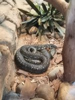 Wildlife Park bei Sydney