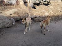 Wildlife Park bei Sydney