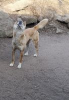 Wildlife Park bei Sydney