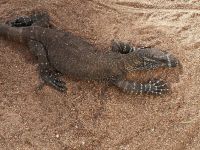 Wildlife Park bei Sydney