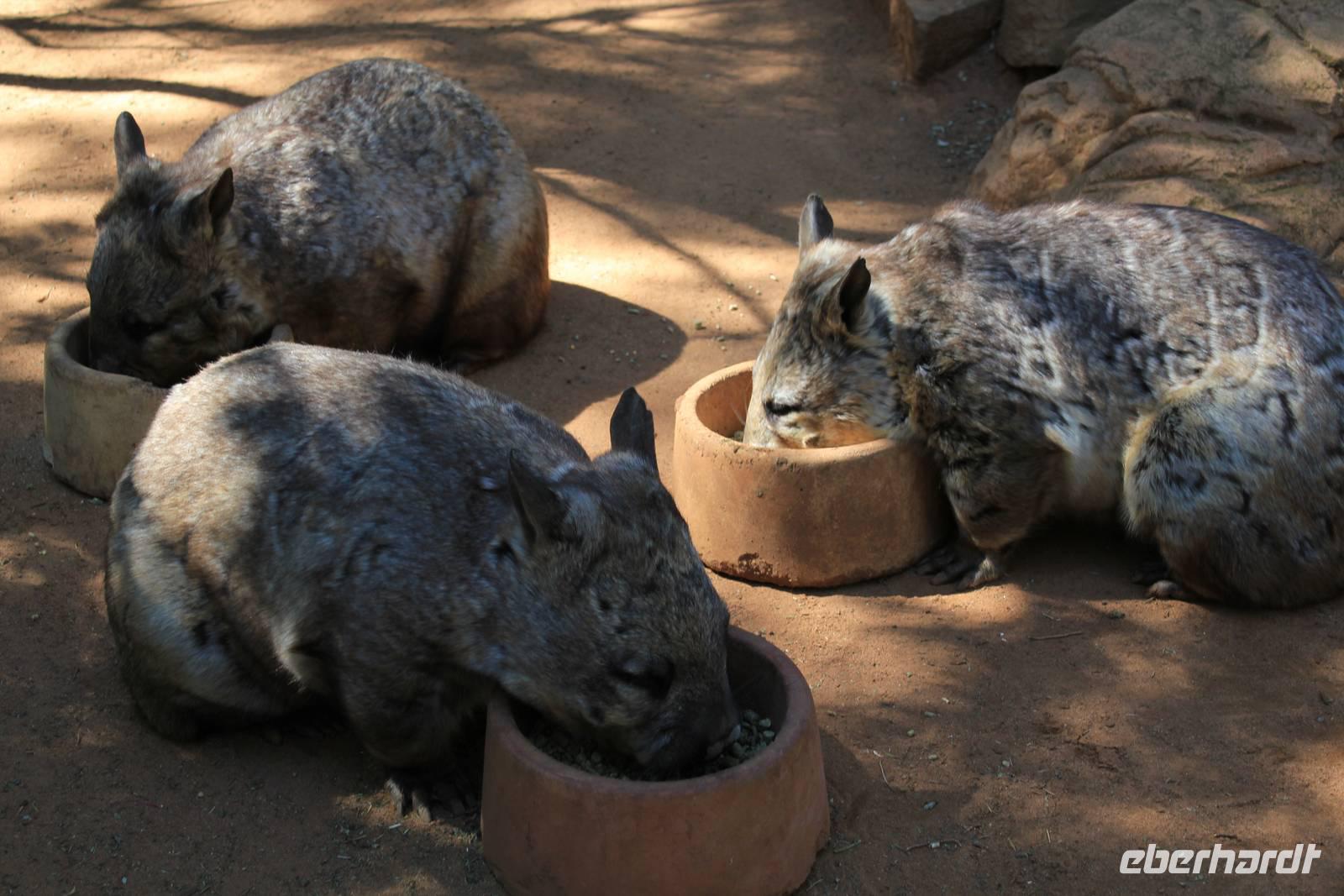 Wombats