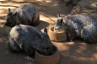 Wombats