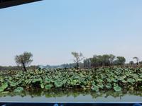 Yellow River 