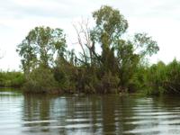 Yellow Waters