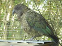 ein Kea