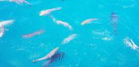 große Fische im Great Barrier Reef ;-)
