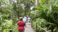 im Regenwald zwischen Cairns und Kuranda