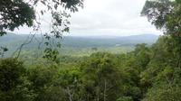 im Regenwald zwischen Cairns und Kuranda