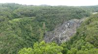 im Regenwald zwischen Cairns und Kuranda
