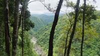 im Regenwald zwischen Cairns und Kuranda