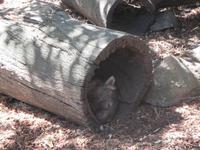 im Wildlife Park - Wombat