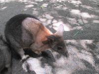im Wildlife Park