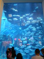 Aquarium in der Dubai Mall