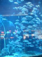 Aquarium in der Dubai Mall