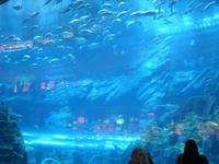 Aquarium in der Dubai Mall