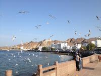 126 an der Corniche in Muscat &ndash; &copy; Patrick Fritzsche (Eberhardt TRAVEL)