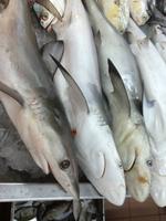 151 Fischmarkt Abu Dhabi (V.A.E.) &ndash; &copy; Patrick Fritzsche (Eberhardt TRAVEL)