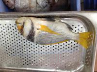 154 Fischmarkt Abu Dhabi (V.A.E.) &ndash; &copy; Patrick Fritzsche (Eberhardt TRAVEL)